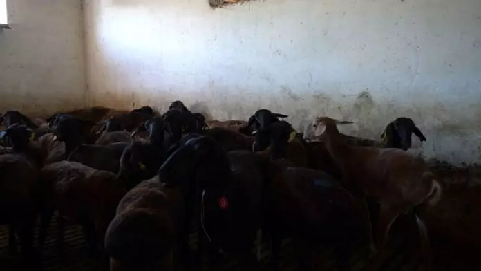 От 70 до 700 тысяч тенге: цены на жертвенных животных в Шымкенте