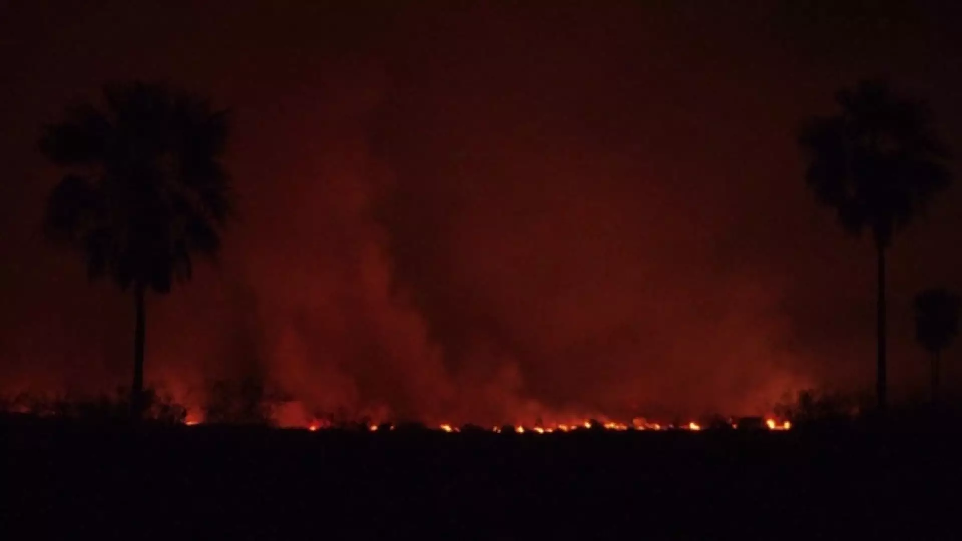 Масштабные пожары охватили леса в бразильском Пантанале