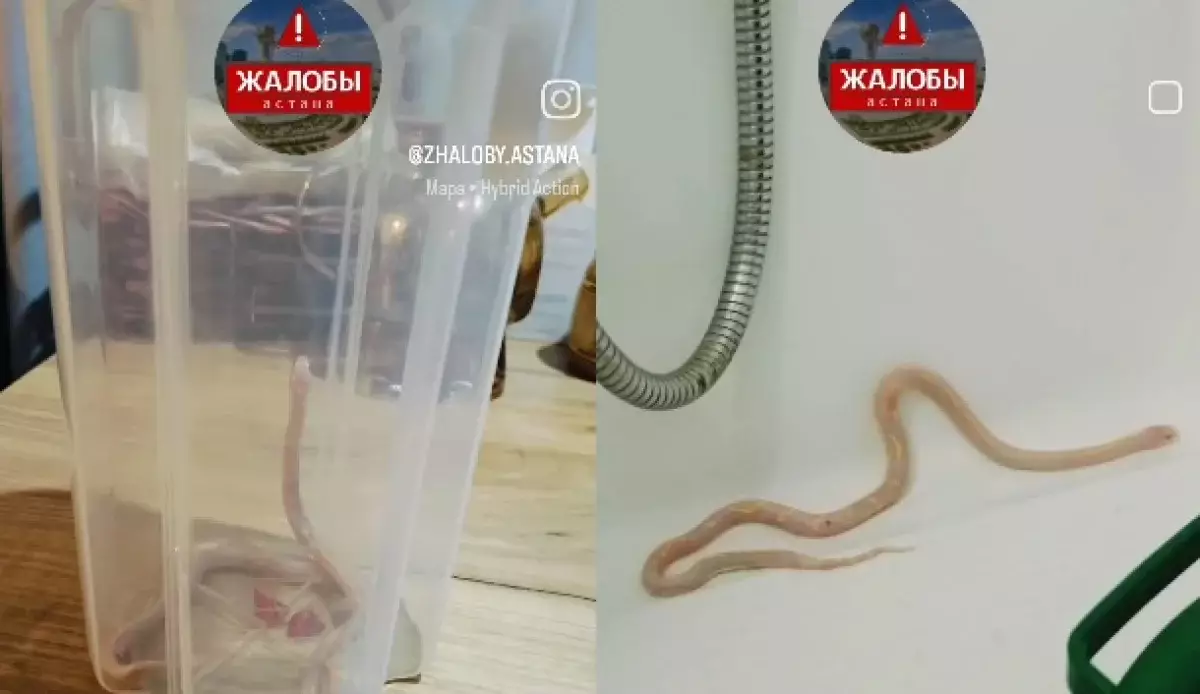Астанчанка нашла в своей ванной змею