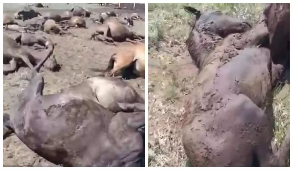 Молния убила 67 лошадей в Акмолинской области (ВИДЕО)