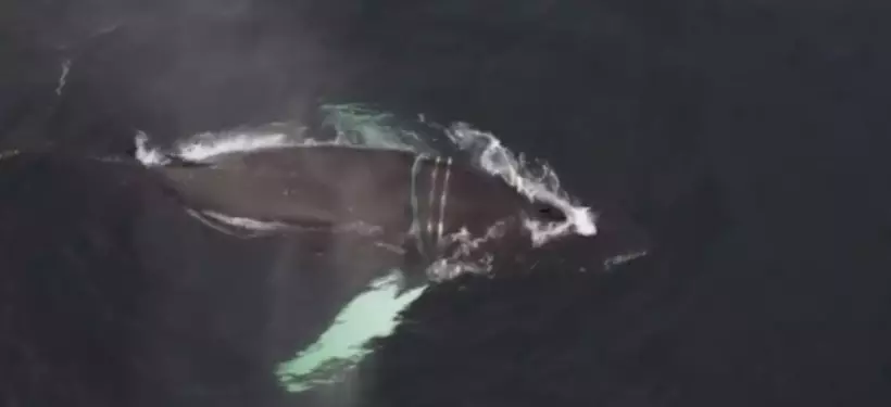 Морские биологи пытаются спасти горбатого кита из сетей в Мурманской области
