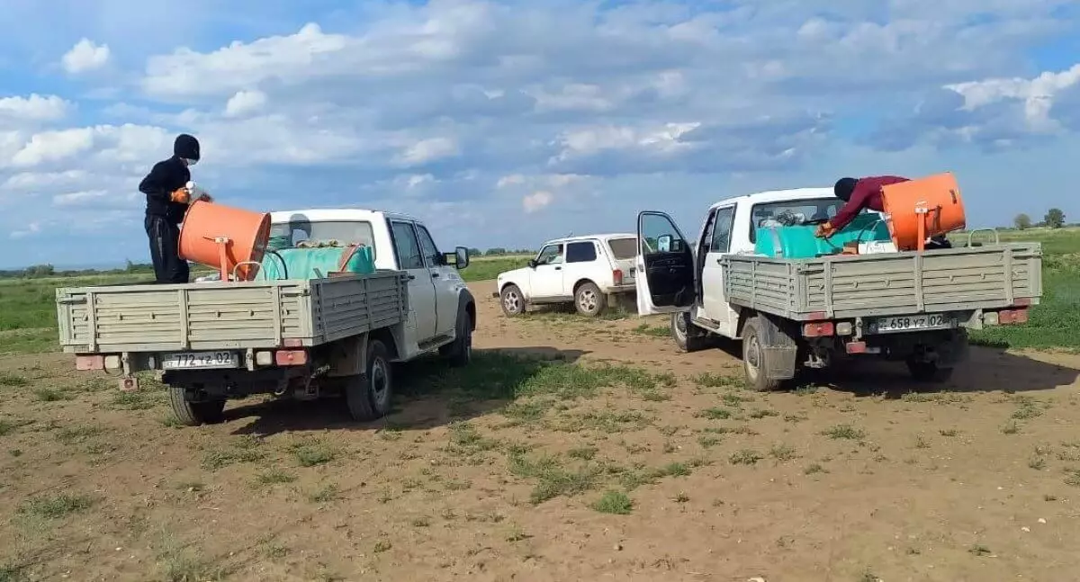 Обработка посевов от саранчи продолжается в Абайской области