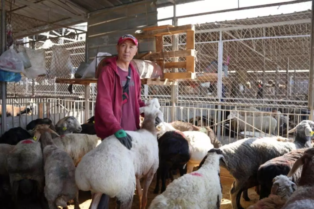 Где и за сколько купить жертвенные животные на Курбан-айт, рассказали торговцы на рынке в Алматы