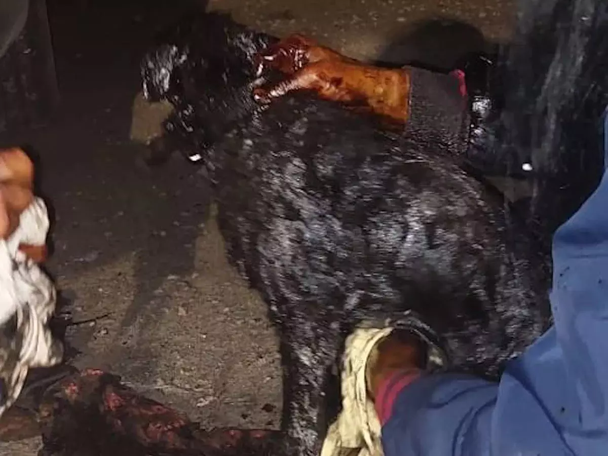 Собаку, увязшую в гудроне на улице, вытащили местные спасатели в Риддере