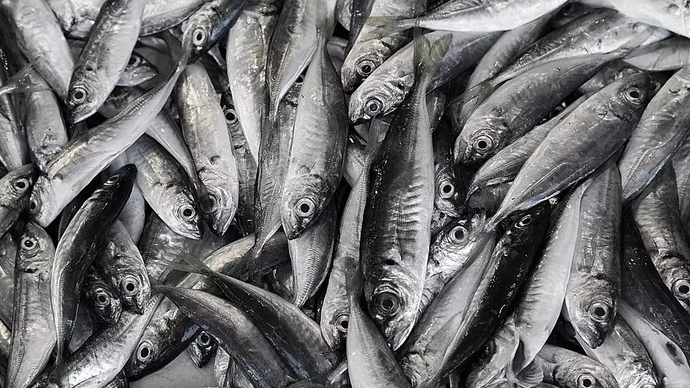 Ученые выяснили, что произойдет, если по примеру японцев есть мелкую рыбу целиком