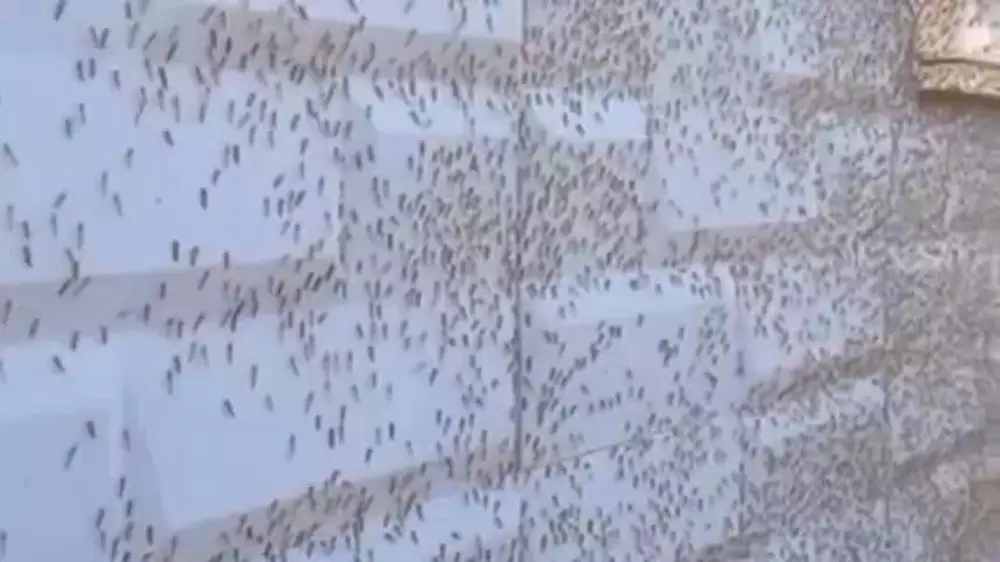 Нашествие комаров в Атырау: город утопает в насекомых