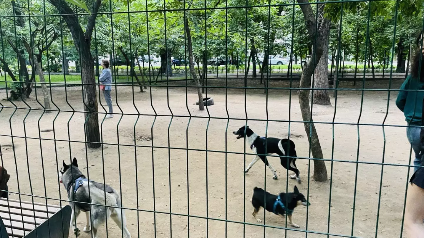 Человек собаке друг: где в Алматы можно выгуливать питомцев и кто это решает