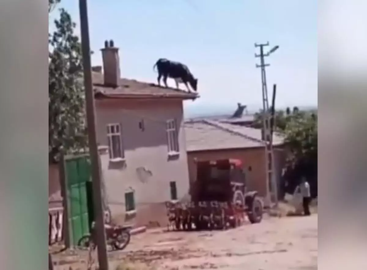 Бык на крыше, коза в проводах: Курбан Айт в Турции