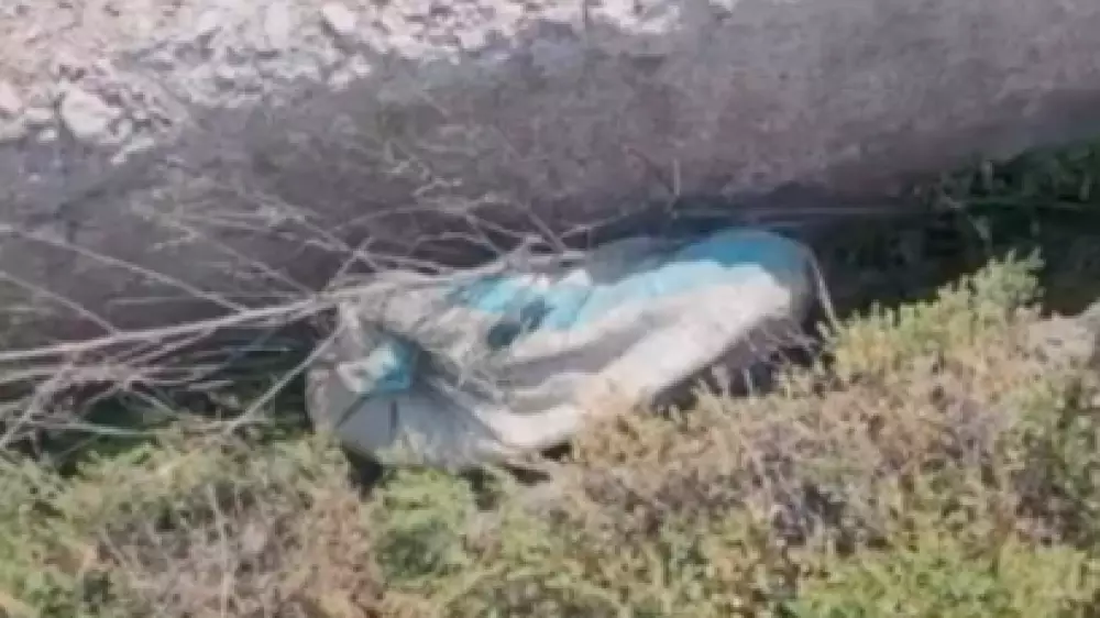 Кошку завязали в мешок и оставили умирать на жаре в Карагандинской области