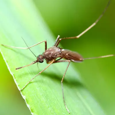 Как безвредно защитить дом от комаров, совет ученых