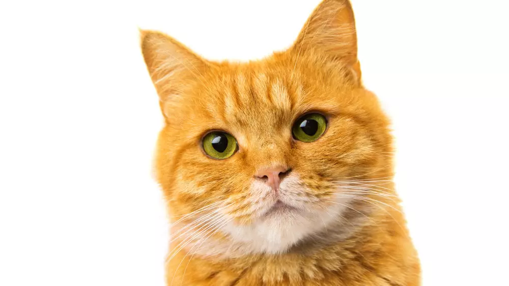 "О чем думают кошки": зоопсихолог рассказала о своей профессии