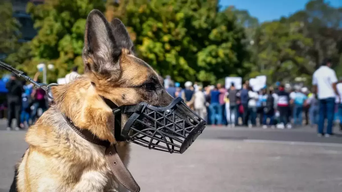 80 преступлений раскрыли с помощью собак полицейские Павлодара