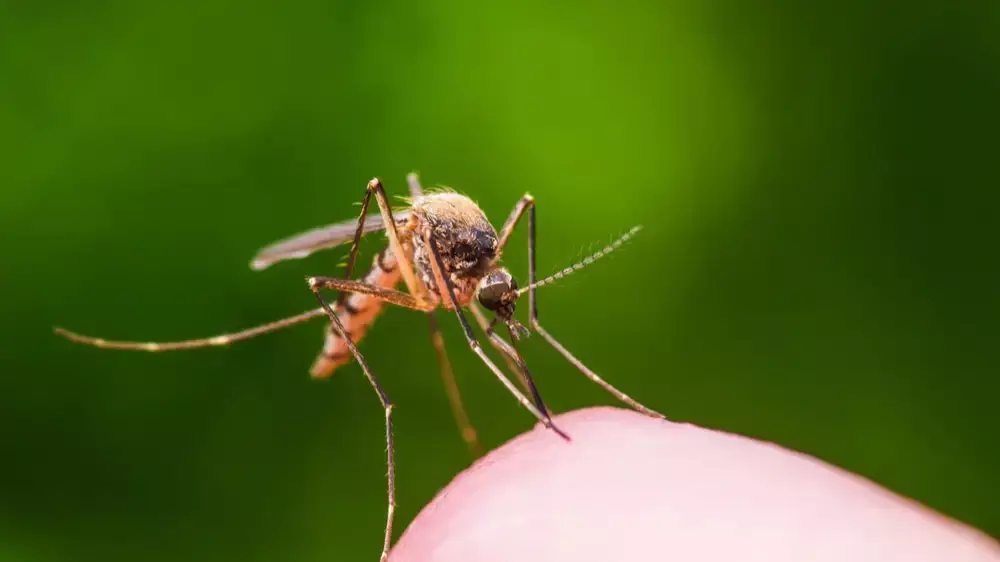 Астанчане недовольны борьбой акимата с комарами, которые кусают детей даже днем