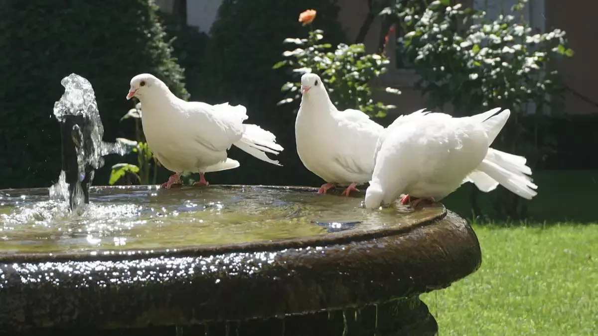 Костанайцы обнаружили в городском фонтане – местной достопримечательности, мертвых птиц