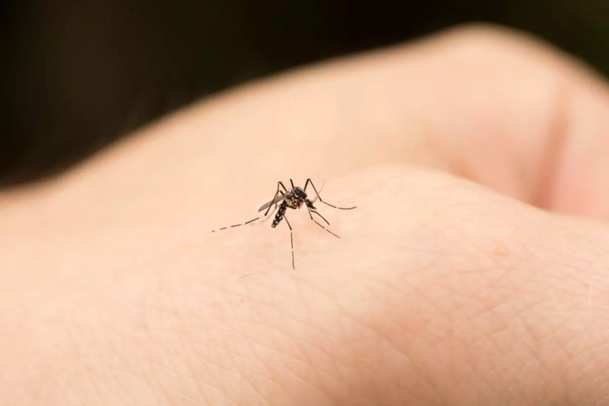 «Сил уже нет бороться с ними»: живущих рядом с акиматом астанчан искусали комары