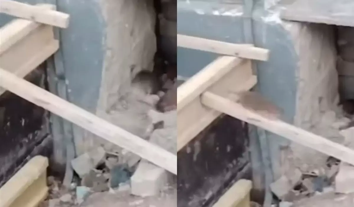 Крысами кишит новый ЖК в Астане (ВИДЕО)