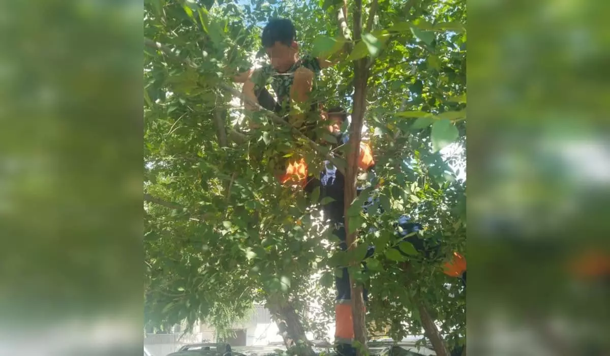 Семилетний мальчик застрял на дереве в Талдыкоргане (ВИДЕО)