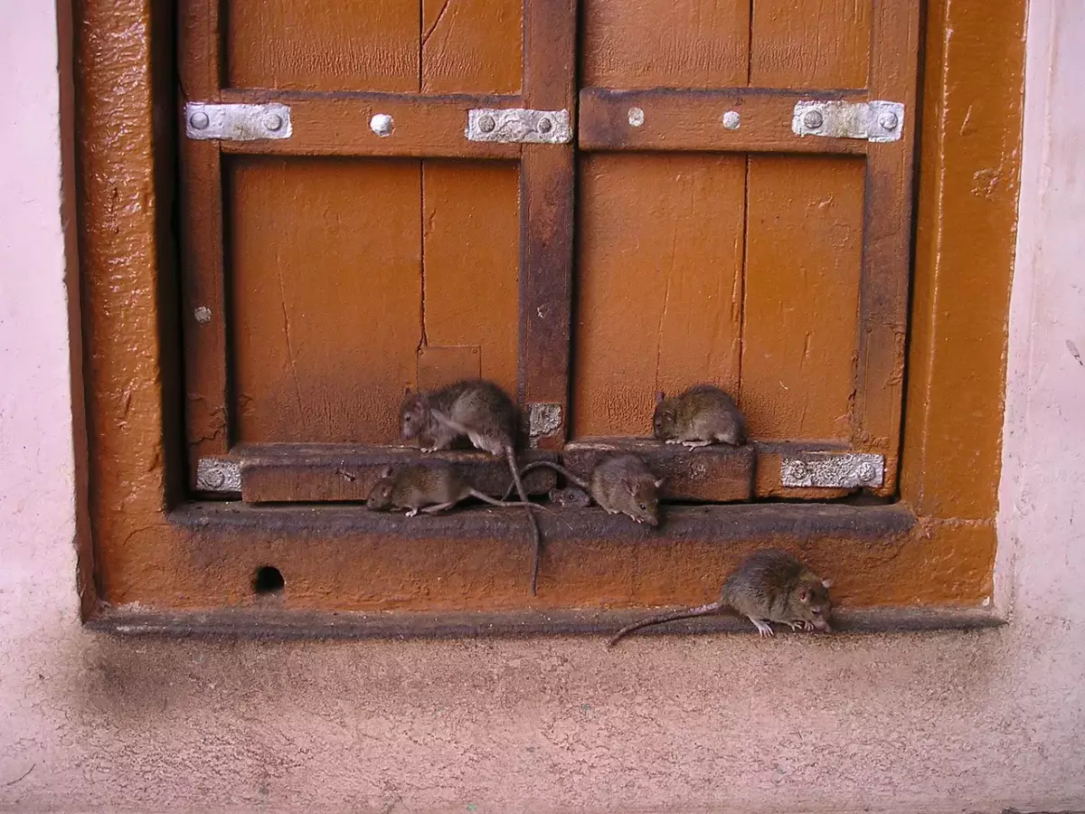 Крысы заполонили новостройку в Астане
