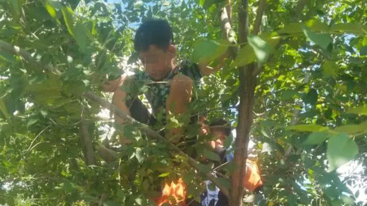 Залез на дерево, не смог спуститься: ребенка спасли в Талдыкоргане