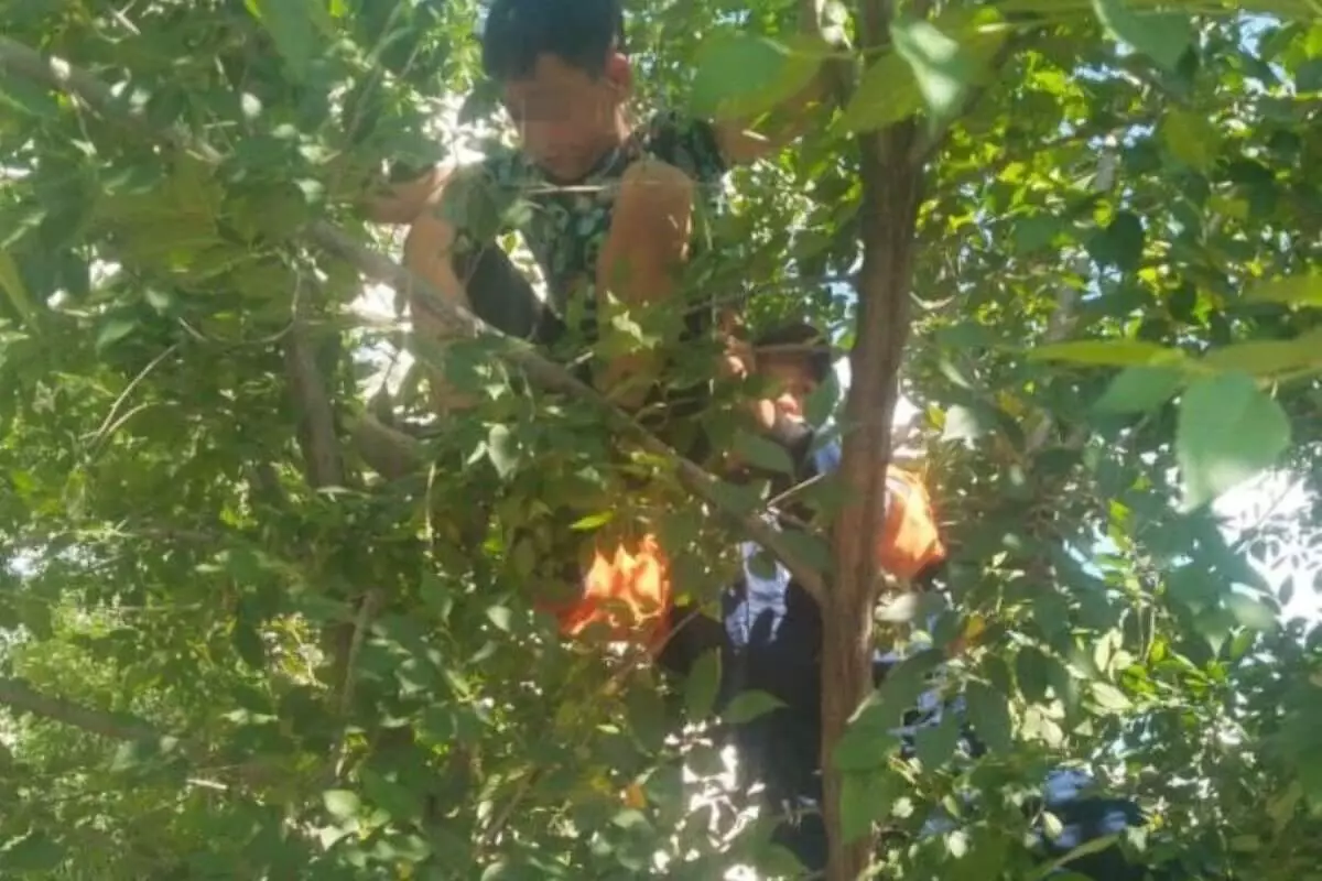 Забравшегося на дерево мальчика снимали спасатели в Талдыкоргане (ВИДЕО)