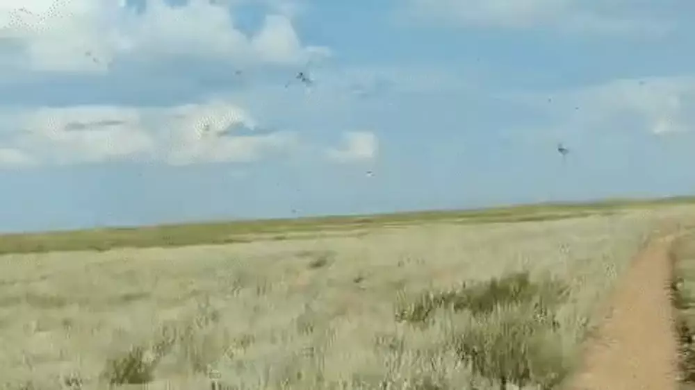 Казахстан усиливает меры по борьбе с саранчой на границе с Россией