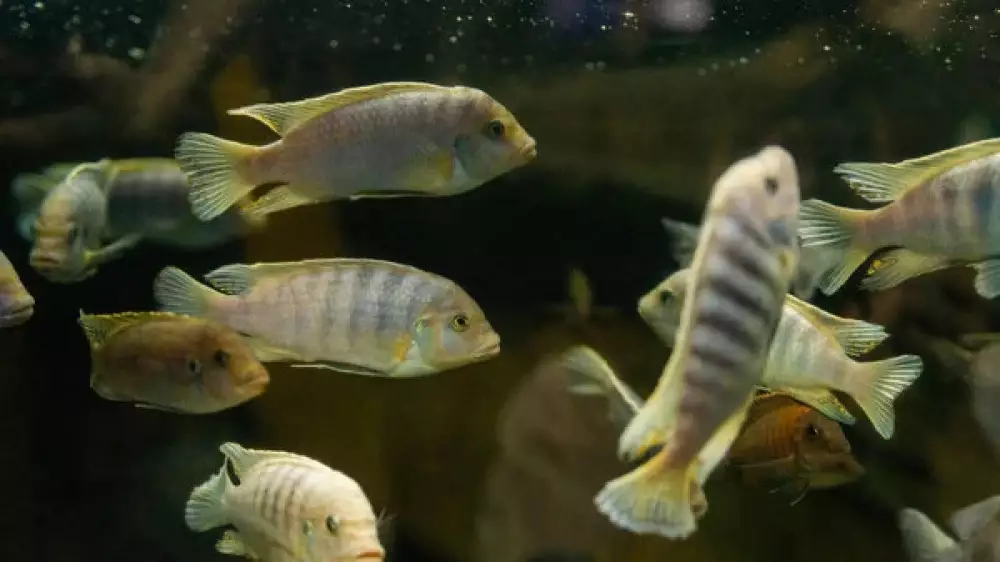 Ученые выяснили, что рыбы бьют своих мальков за безделье