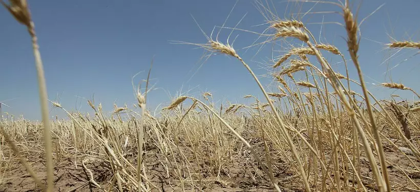 Синоптики предупредили об угрозе засухи в нескольких регионах Казахстана