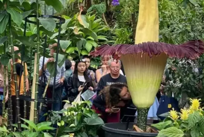 Великолепное зрелище и отвратительная вонь: трупный цветок расцвел в Королевском саду