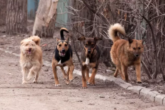 Бродячие собаки покусали более 600 человек в Мангистау