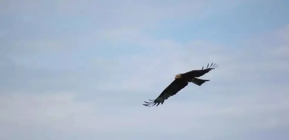 Ecology Ministry, Efes Kazakhstan to restore golden eagle population