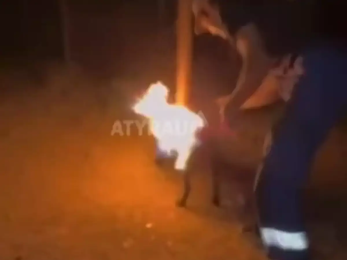 В Атырауской области живодер заживо сжег собаку