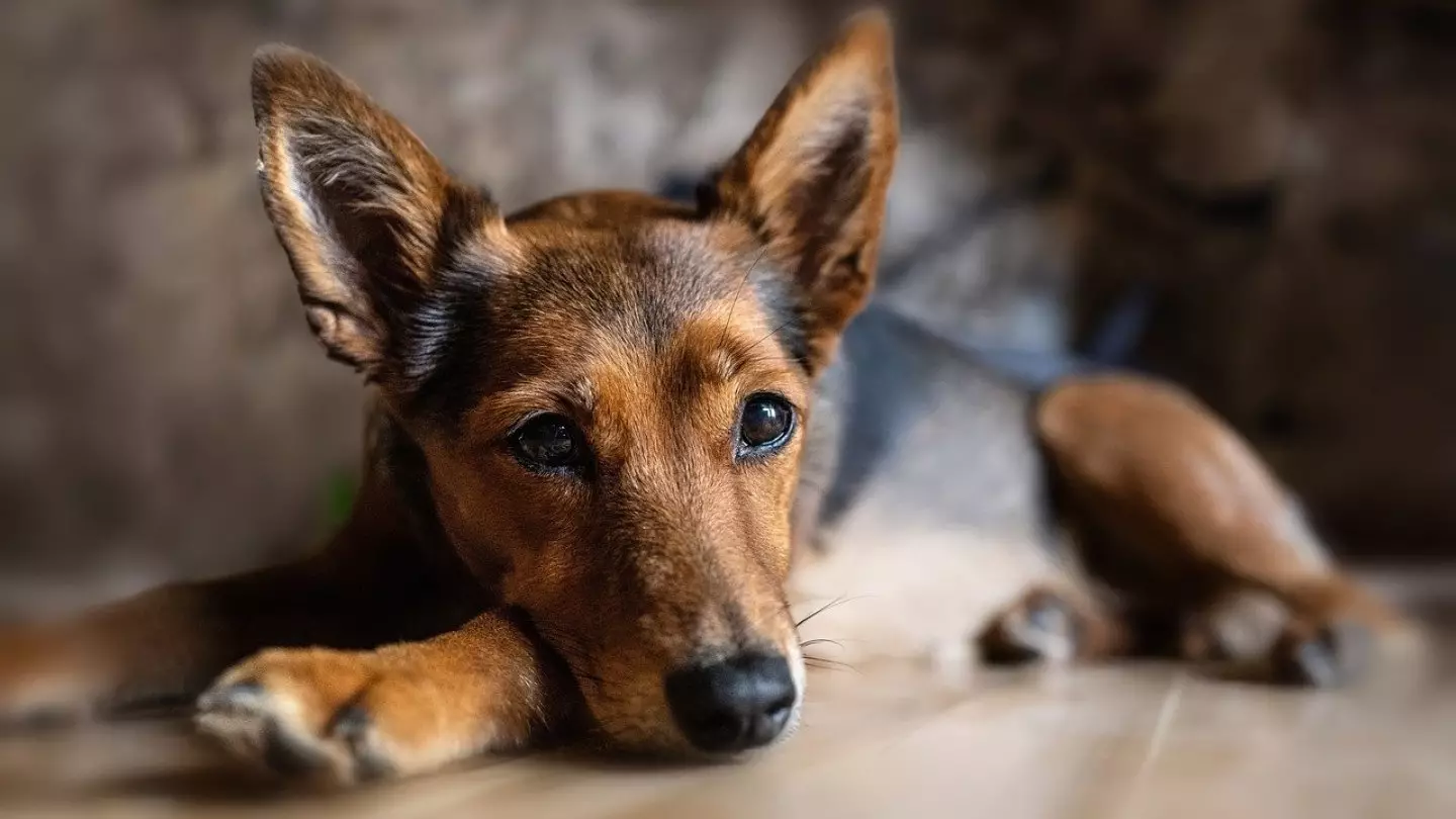 Ужасные кадры: сельчанин заживо поджёг собаку в Атырауской области