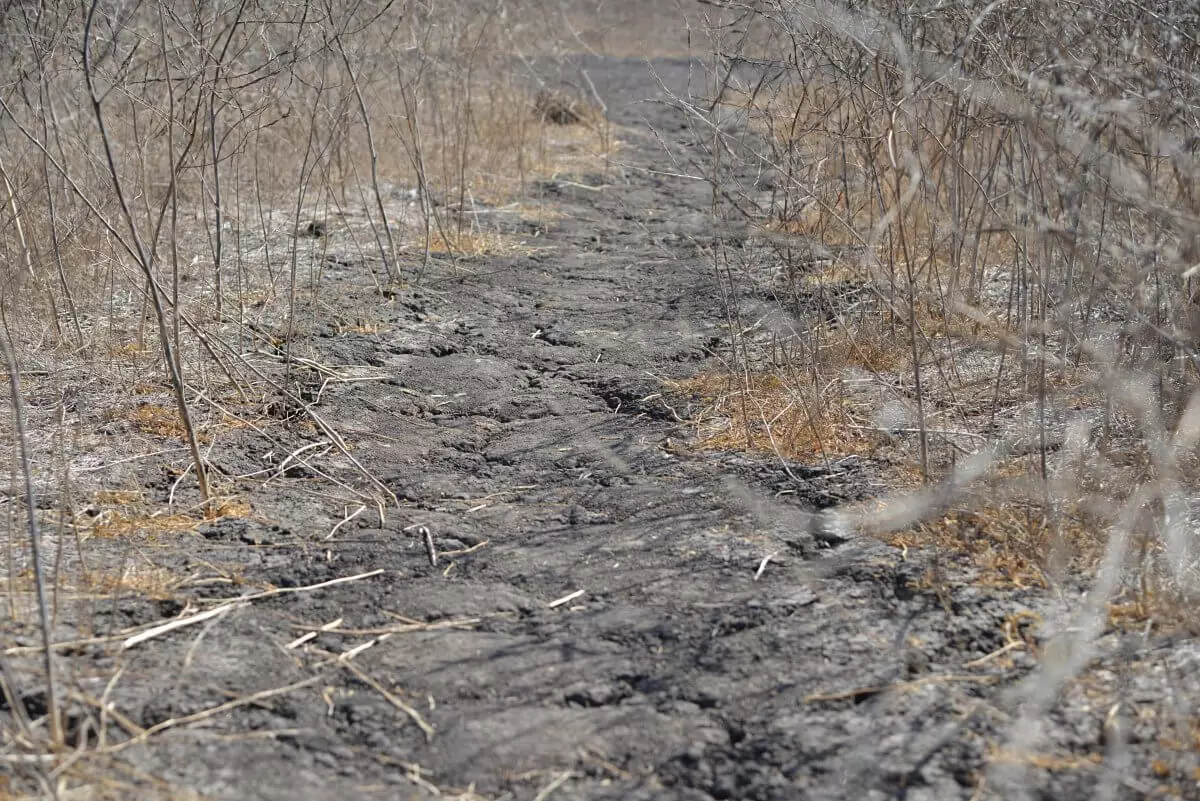 Засуха и высокая пожарная опасность: штормовое предупреждение на 21 июня в Казахстане