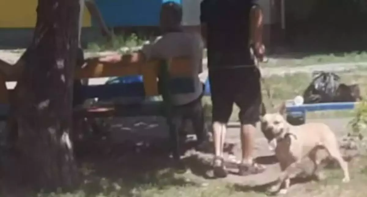 Пьяные мужчины натравили питбуля на женщин и двух собак в Рудном (ВИДЕО)