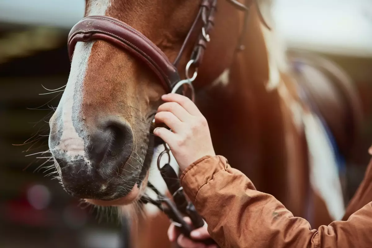Иппотерапия: как лошади помогают людям в борьбе с заболеваниями