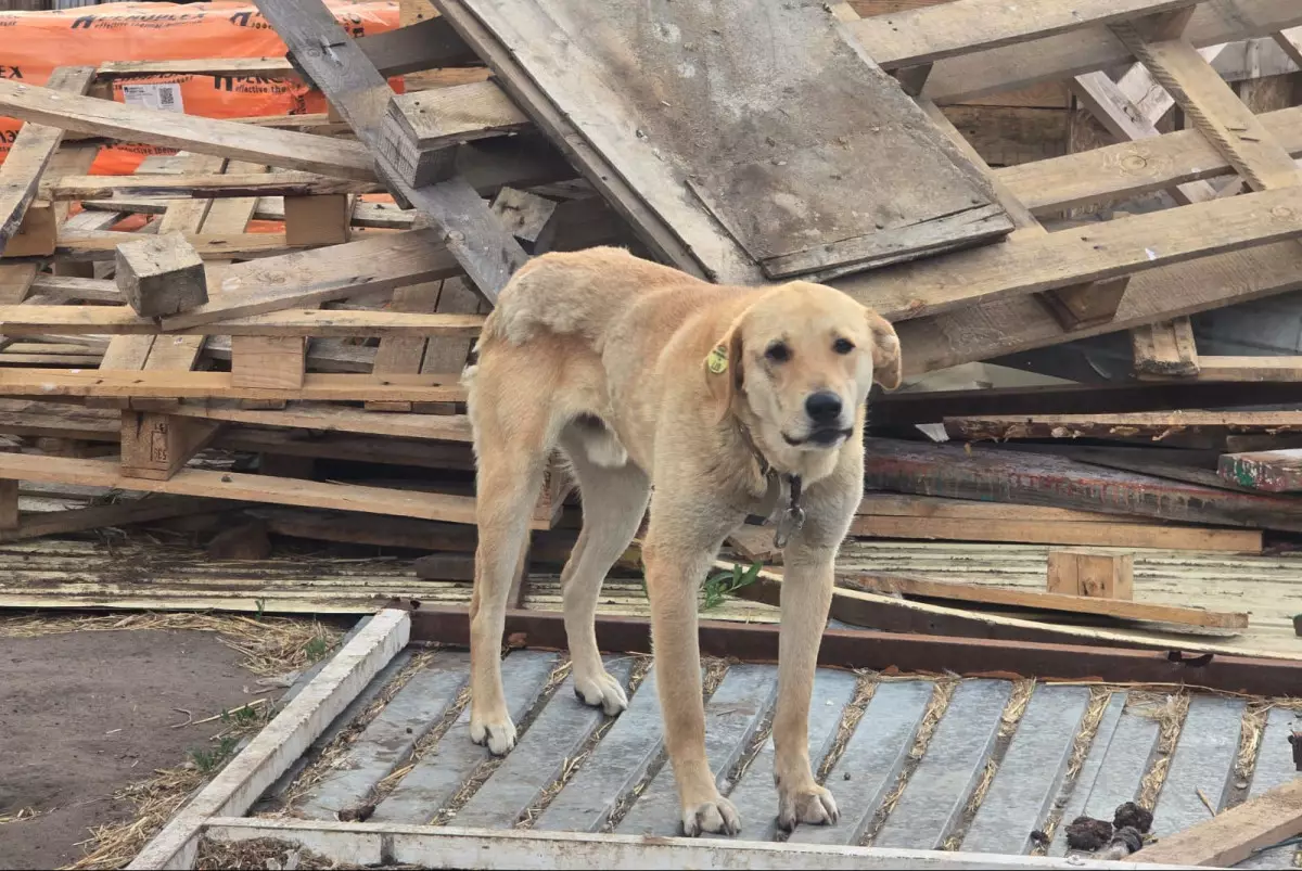 Костанайские приюты переполнены животными брошенными во время паводка