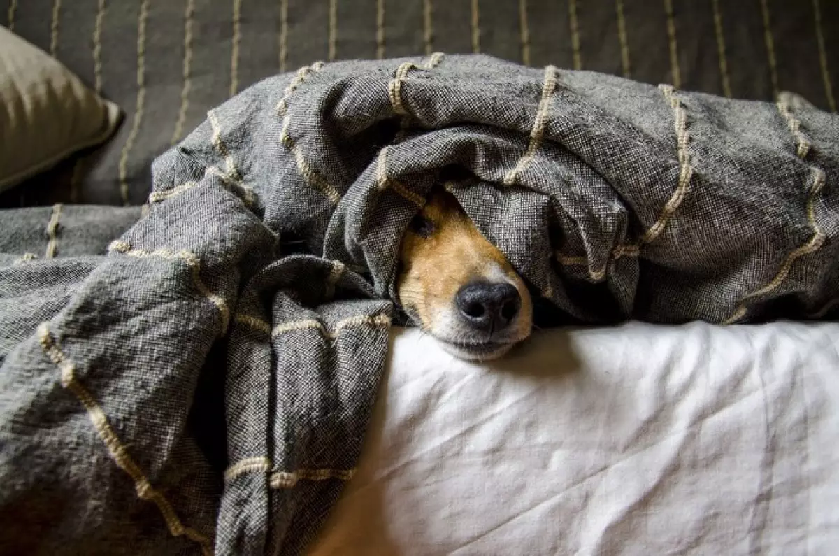 Жителю Усть-Каменогорска запретили содержать собак в квартире