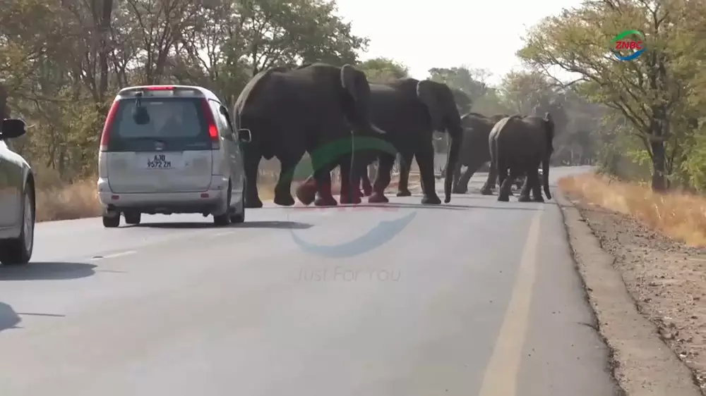 Слон вытащил туристку из авто и затоптал ее насмерть в Замбии