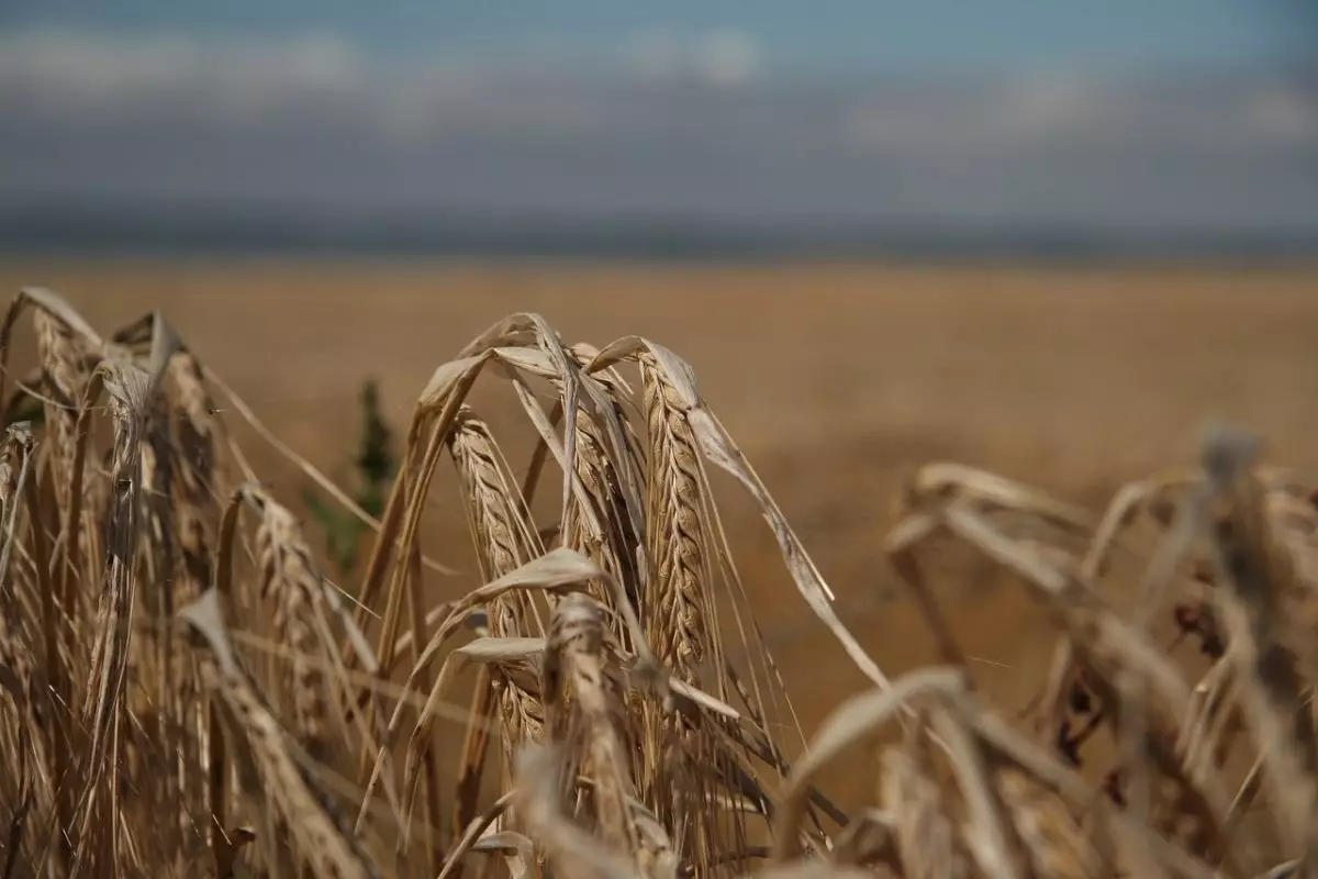 Почти 115 млрд тенге получили казахстанские фермеры от государства