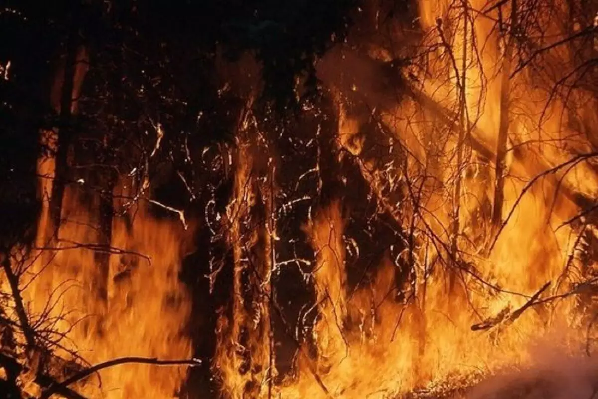 Казахстанские туристы устроили масштабный лесной пожар на острове в Греции