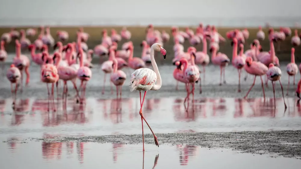 Стая розовых фламинго прилетела в Атырау