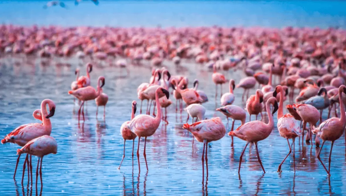 Стая розовых фламинго прилетела в Атырау