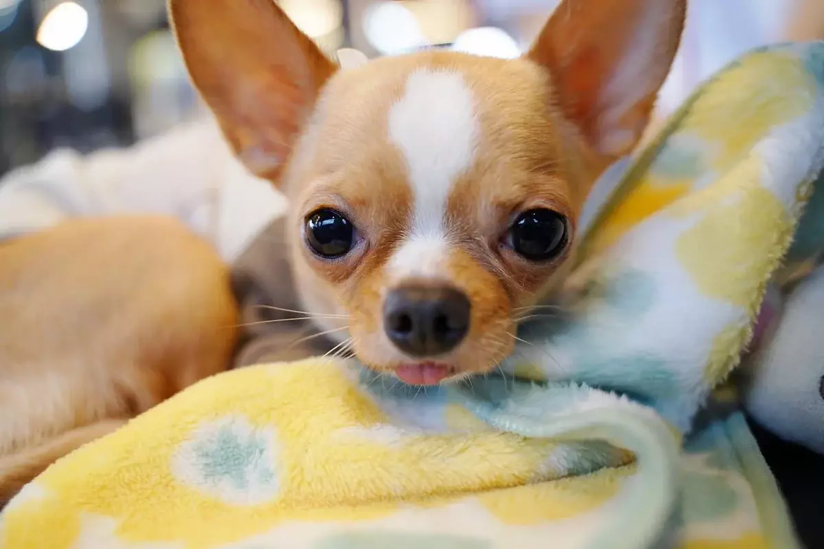 Она меньше доллара: Самая маленькая собака в мире