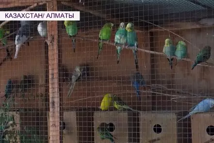 Сотню попугаев развёл казахстанец дома