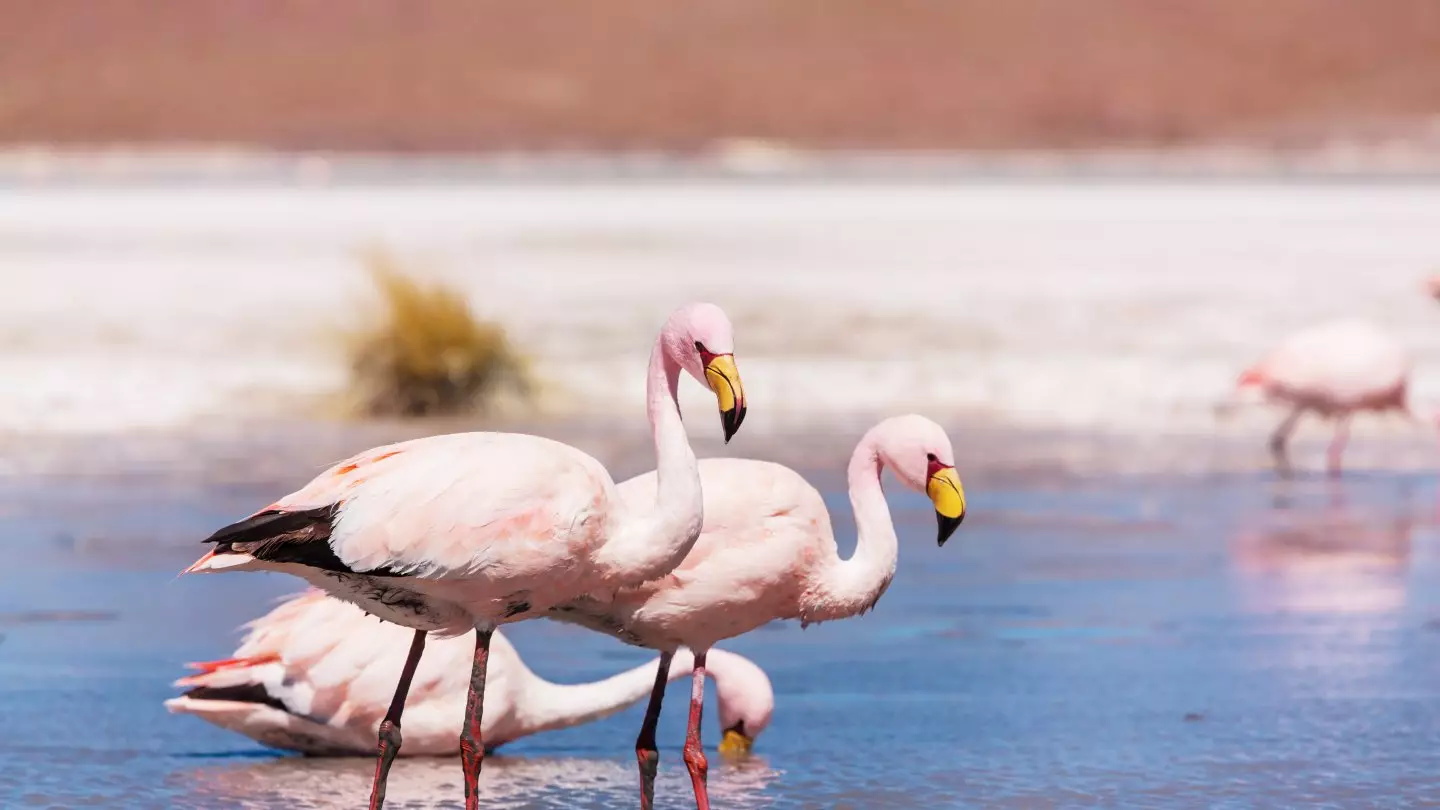 Розовые фламинго прилетели в Атырау