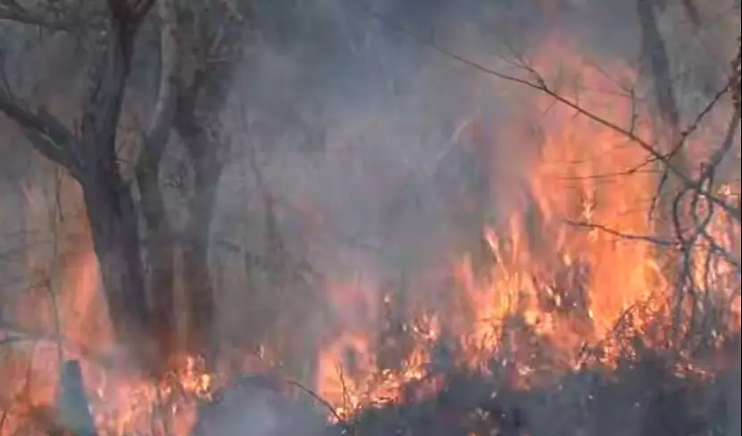 Поджог леса в Греции: в числе подозреваемых партнер Кулибаева