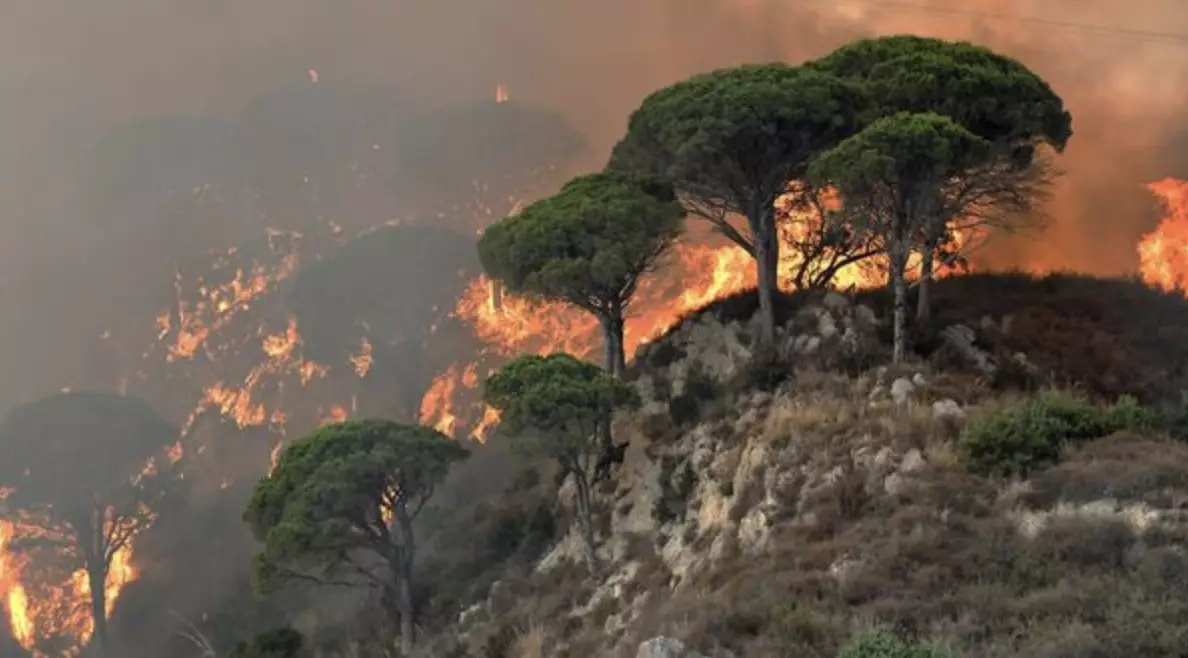 Граждан Казахстана нет среди подозреваемых в поджоге леса в Греции – МИД РК 