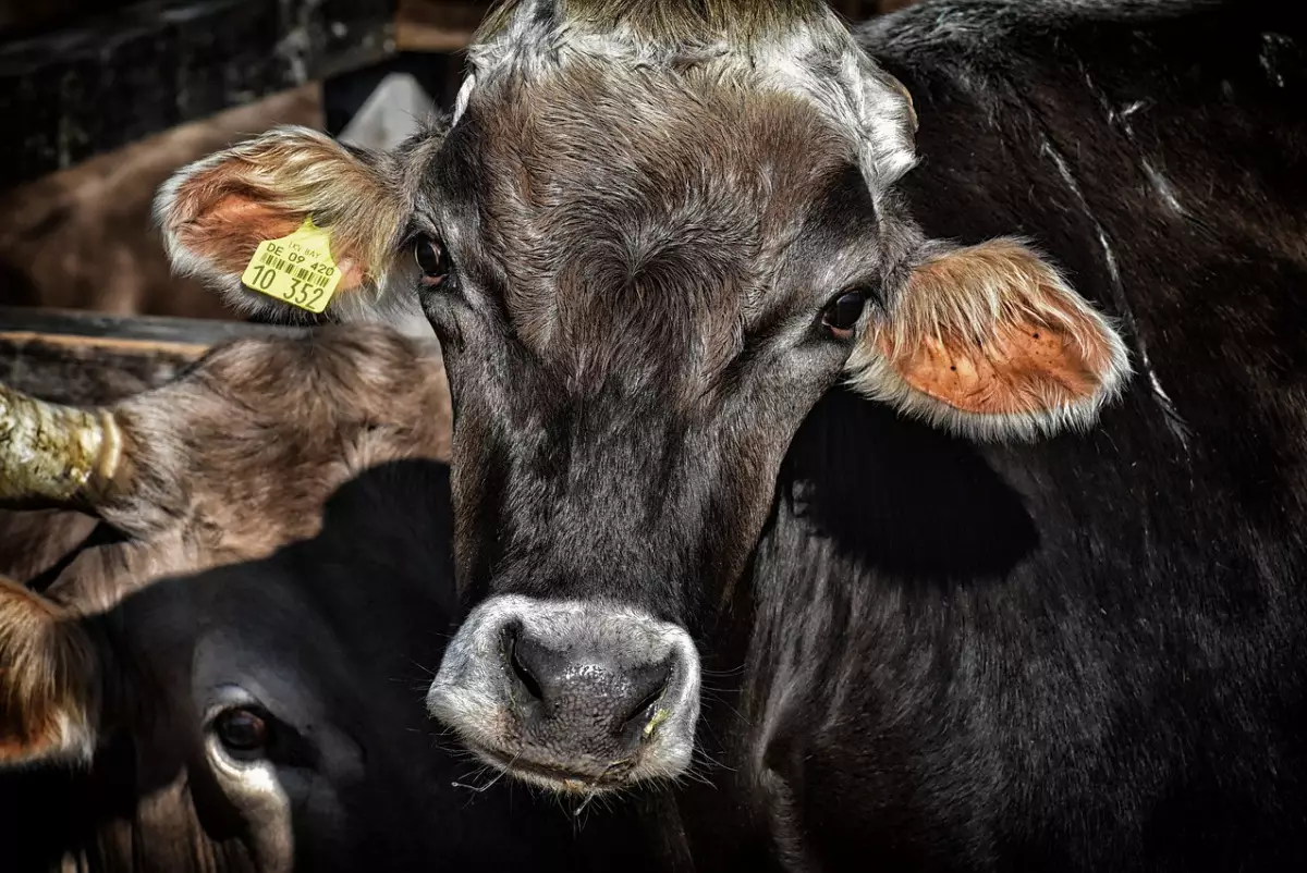 В Казахстане намерены списать два миллиона скота