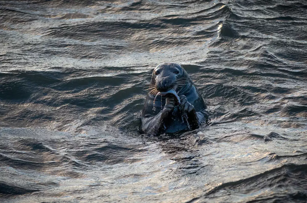 Исчезающих рыб и тюленей начнут вылавливать в Казахстане