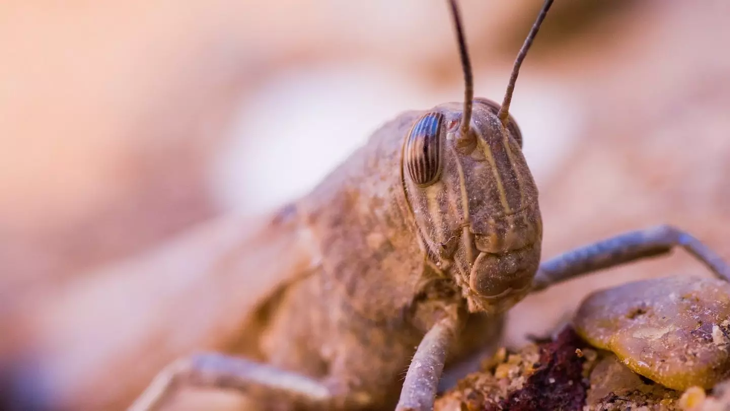 Убьёт ли других насекомых борьба с саранчой